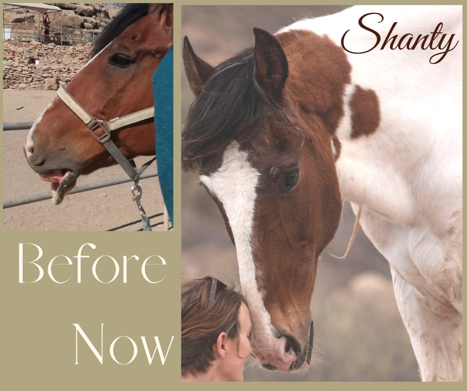 Tenerife Horse Rescue Case Studies